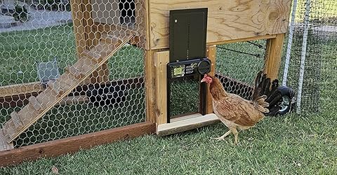 @backyardflock, Austin